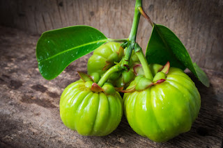 Garcinia-Cambogia-and-weight-loss