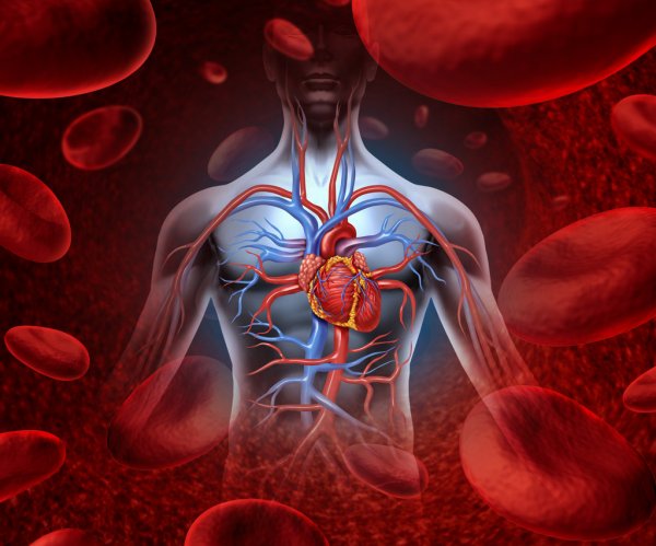 How To Keep Your Vascular System Healthy