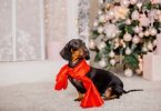 Keep Pets Safe Around Holiday Decor