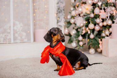 Keep Pets Safe Around Holiday Decor