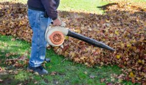 How to Maintain A Healthy Yard.