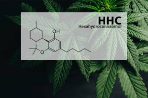 The Difference between HHC And THC & Their Benefits