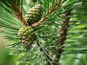 Pine pollen 