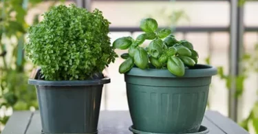 How To Grow Veggies In Your Apartment